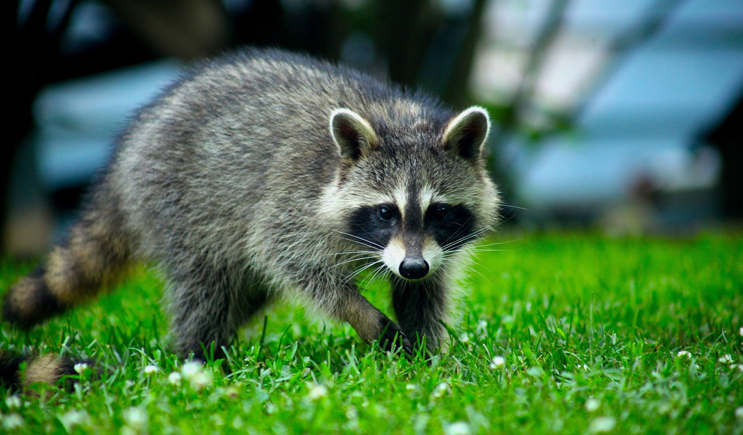 Rabies Information - Health Department - Knox County Tennessee Government